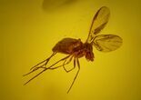 Detailed Fossil Fly (Diptera) In Baltic Amber #150737-2